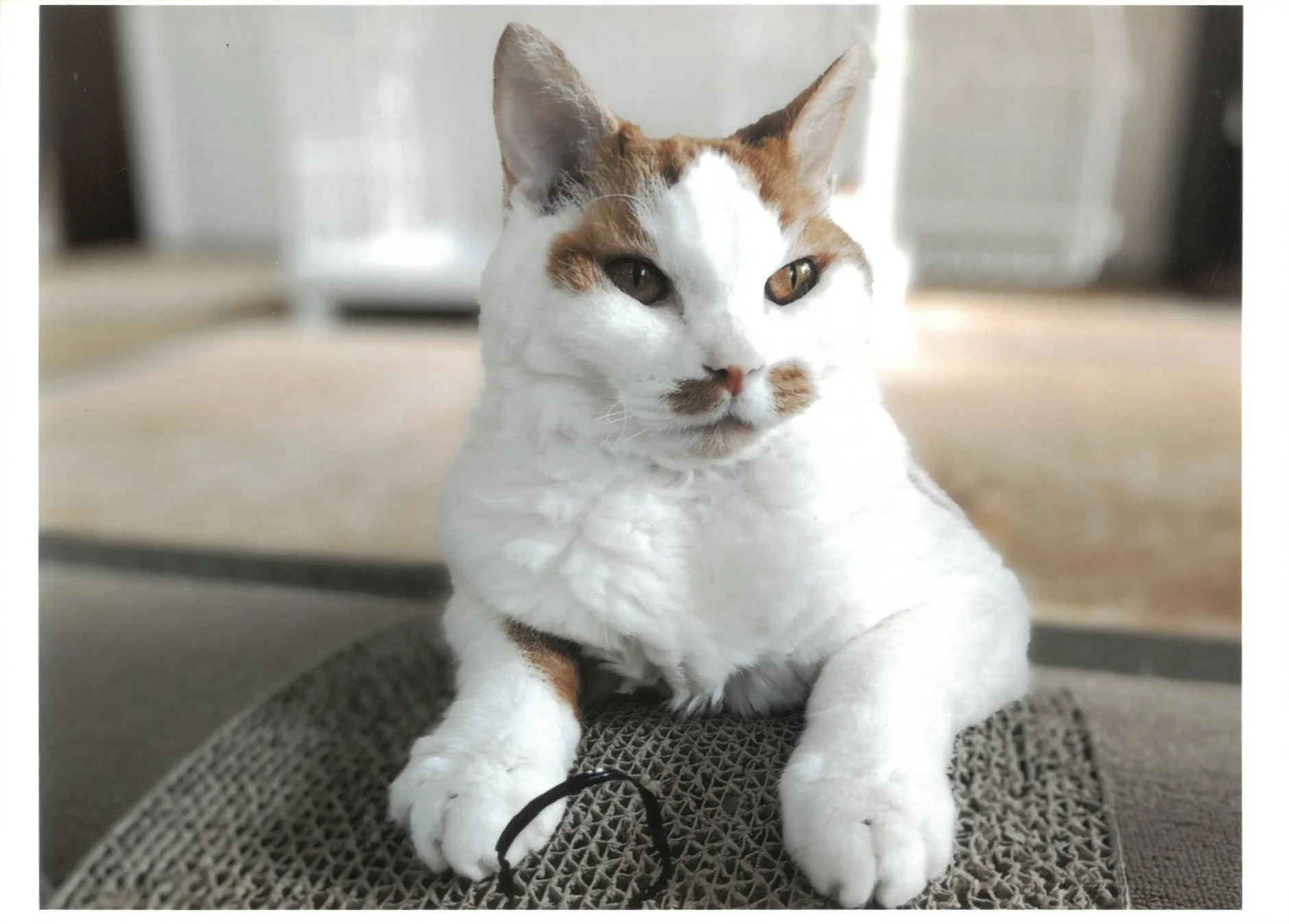 ダンボール製スクラッチポストに座る猫