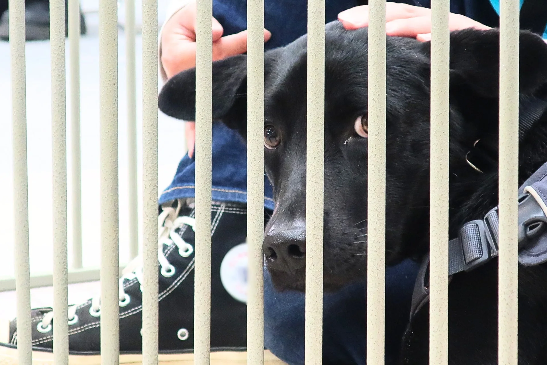 ケージ越しに撫でられる保護犬