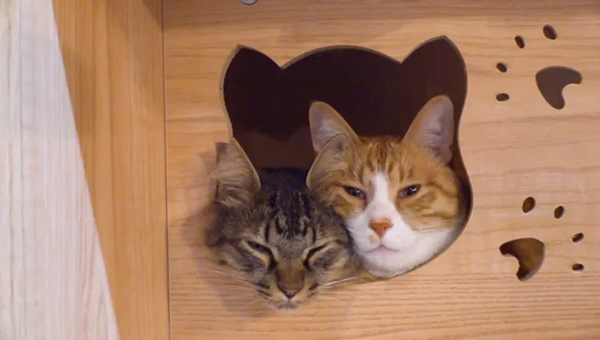 キャットハウスで休む猫たち