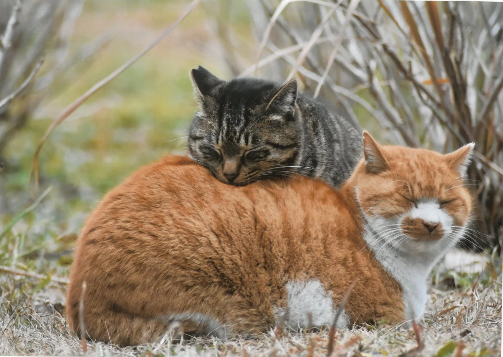 寄り添って休む2匹の猫