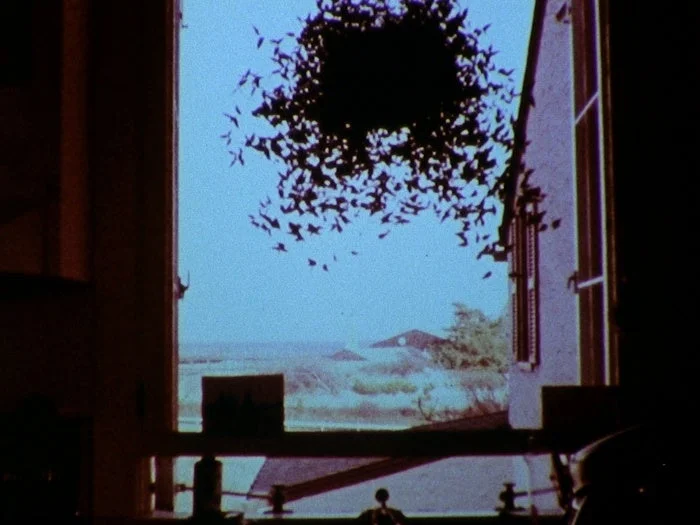 窓から見える鳥の群れ