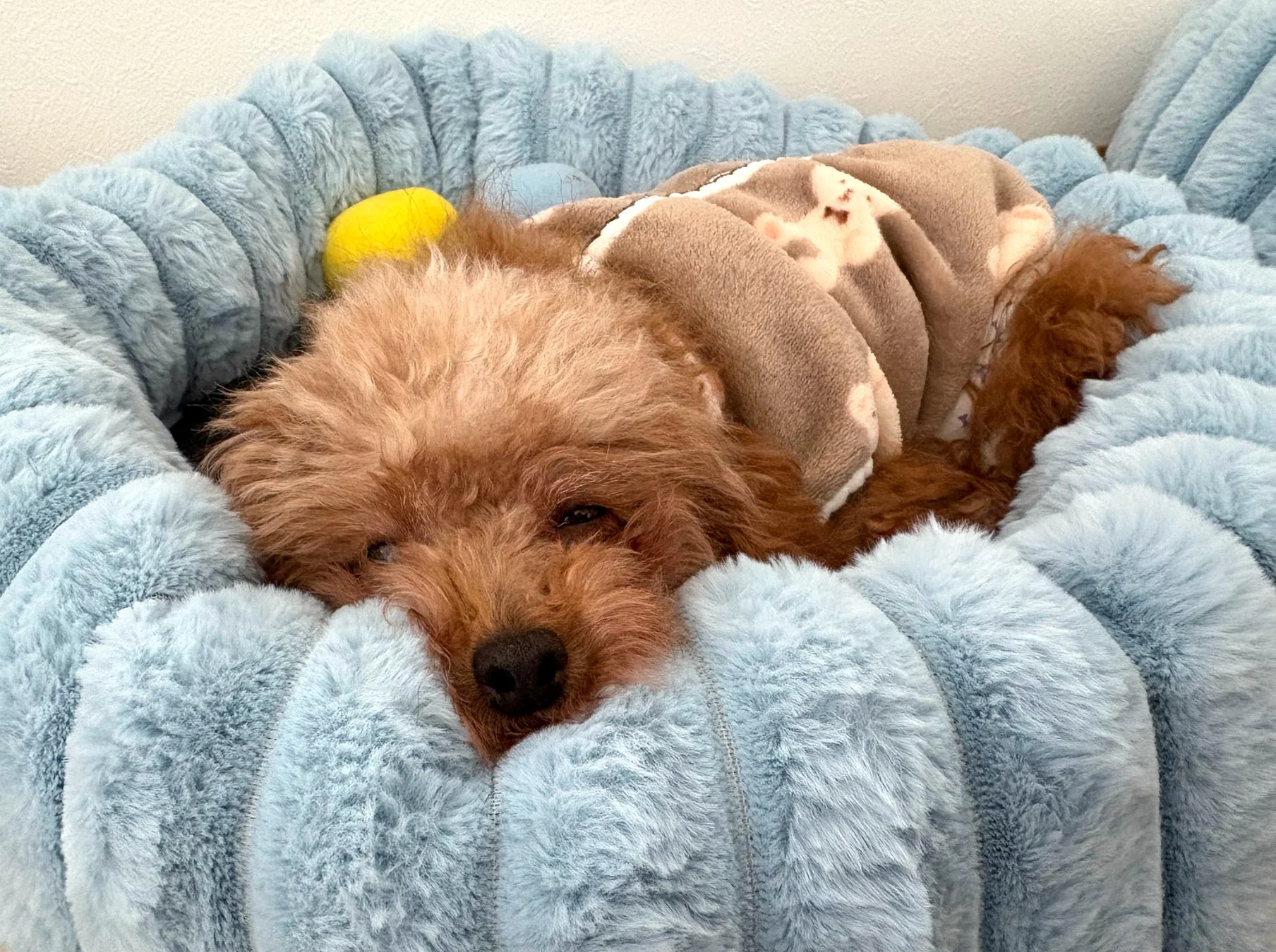 青いふわふわのベッドで、茶色い毛の犬が毛布にくるまって気持ちよさそうに眠っています。黄色いおもちゃがそばにあり、とても心地よさそうな雰囲気です。