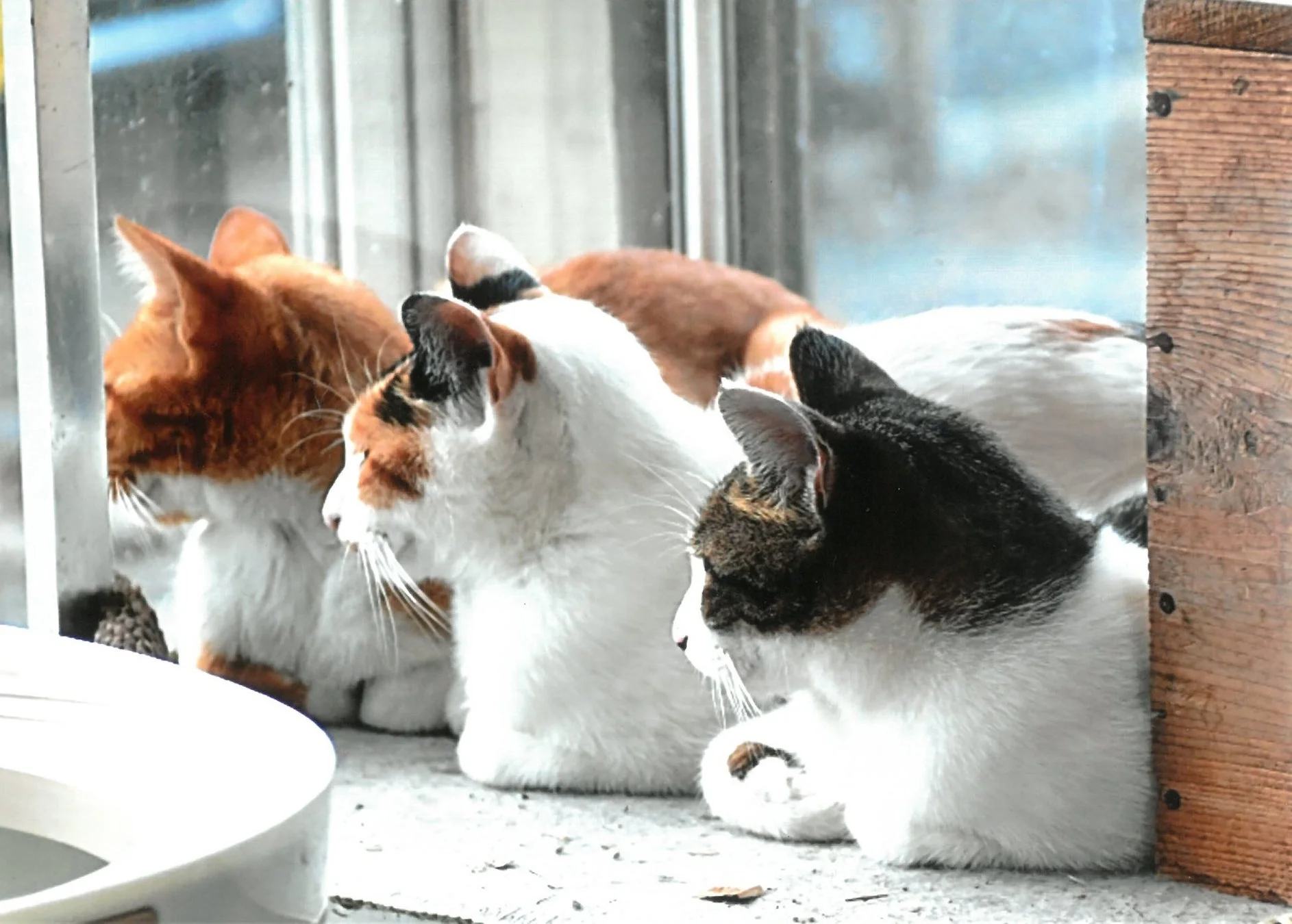 窓辺に並んで座る3匹の猫