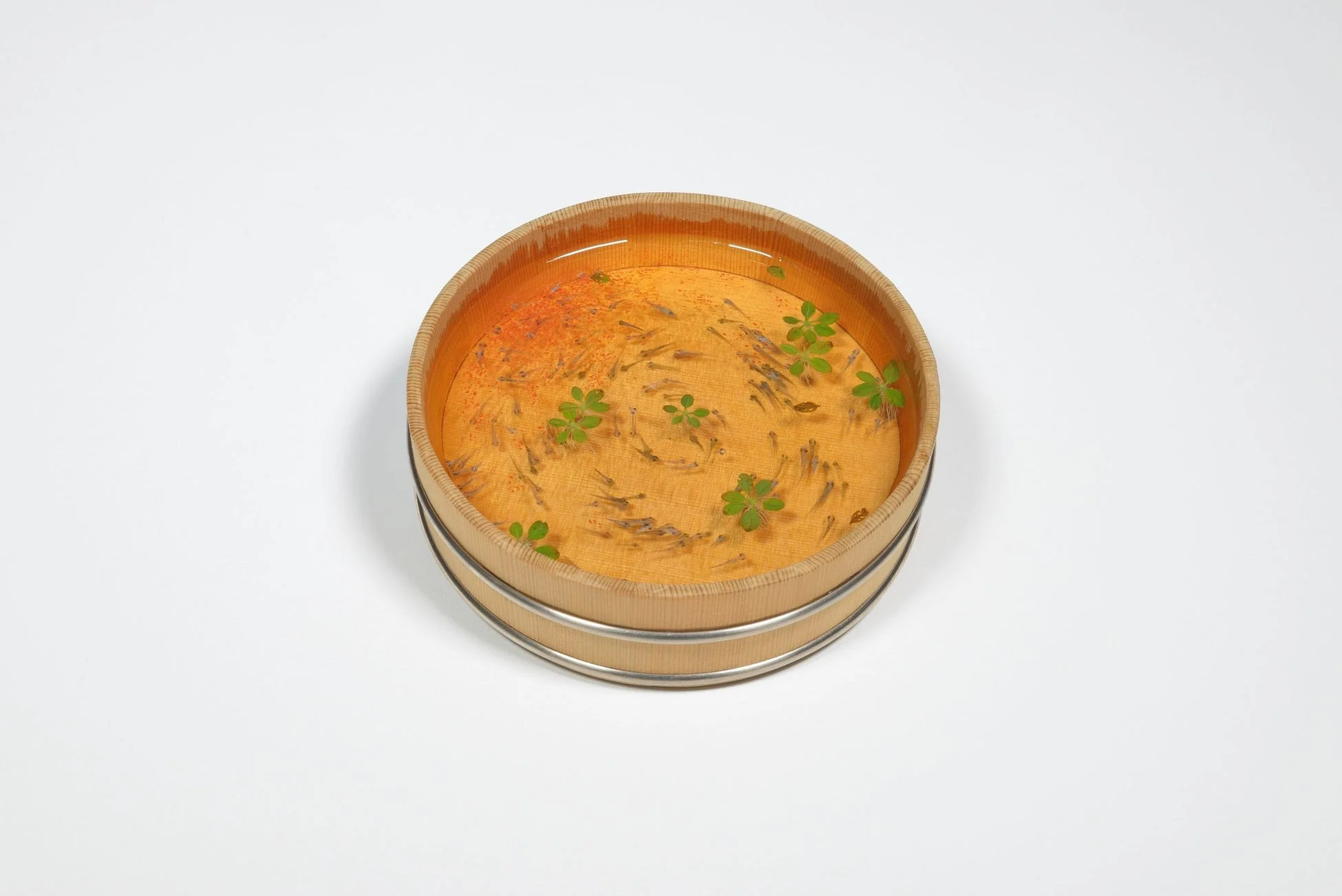 白い背景に置かれた木製の桶に、たくさんのメダカと緑色の水草が浮かんでいます。日本の夏を感じさせる、涼やかで静謐な雰囲気の画像です。