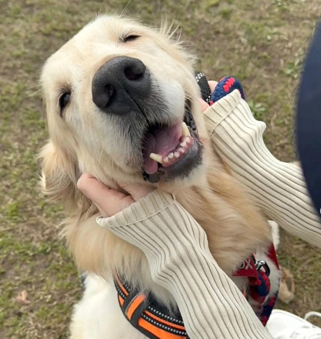笑顔で口を開けているゴールデンレトリバーが、誰かに頭を撫でられ、とても喜んでいる様子です。屋外の芝生の上で、オレンジ色のハーネスとリードを付けています。