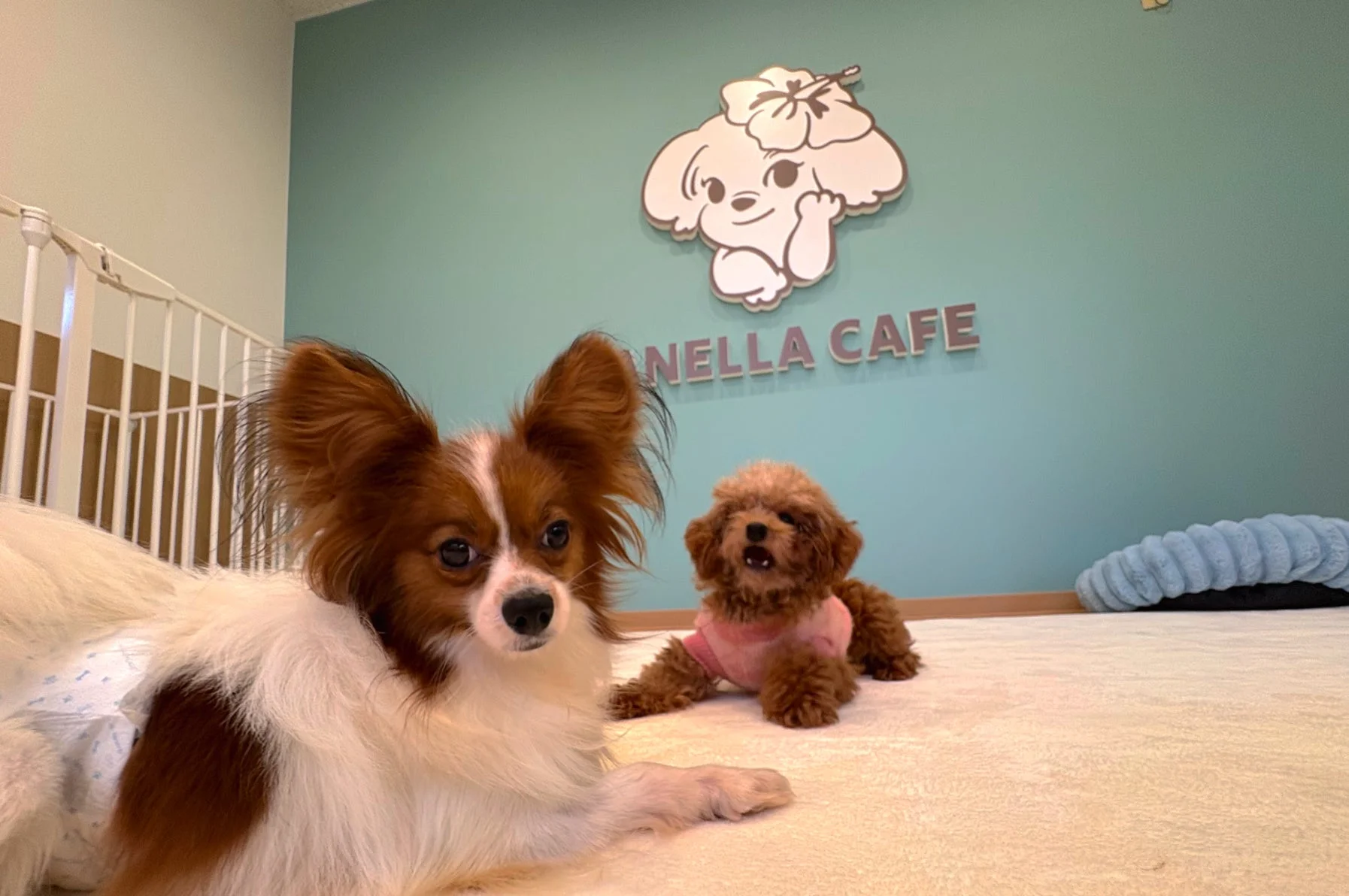 ドッグカフェの室内で、パピヨンとトイプードルがくつろいでいる様子を捉えた画像です。壁には「NELLA CAFE」のロゴと犬のイラストがあり、和やかな雰囲気が伝わります。