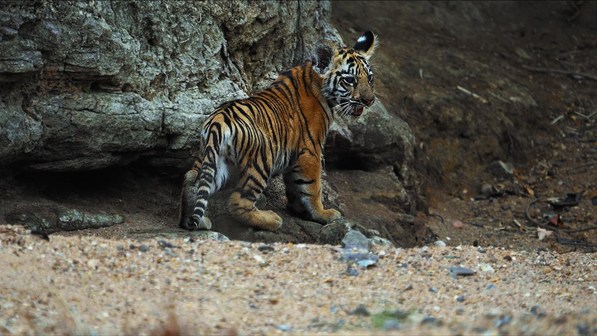 岩場に立つ子トラ