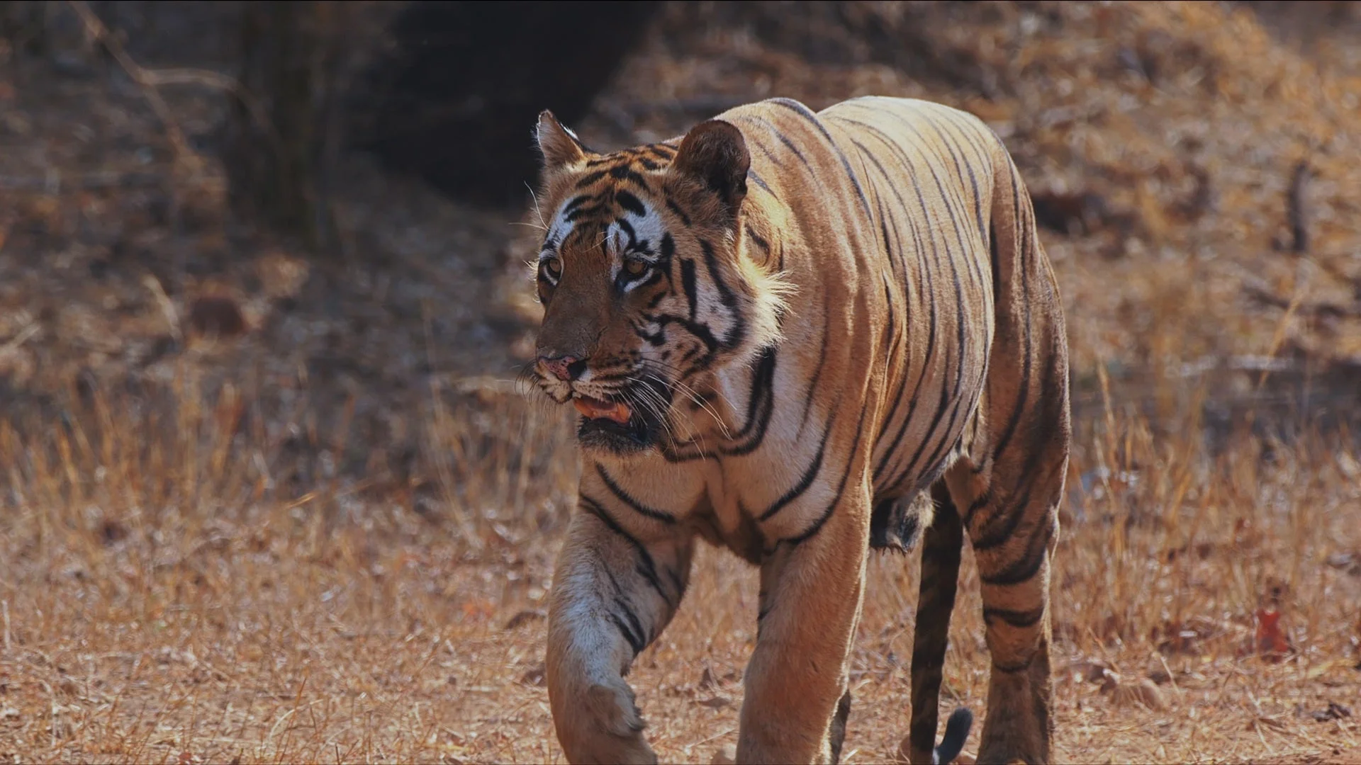 草地を歩くトラ