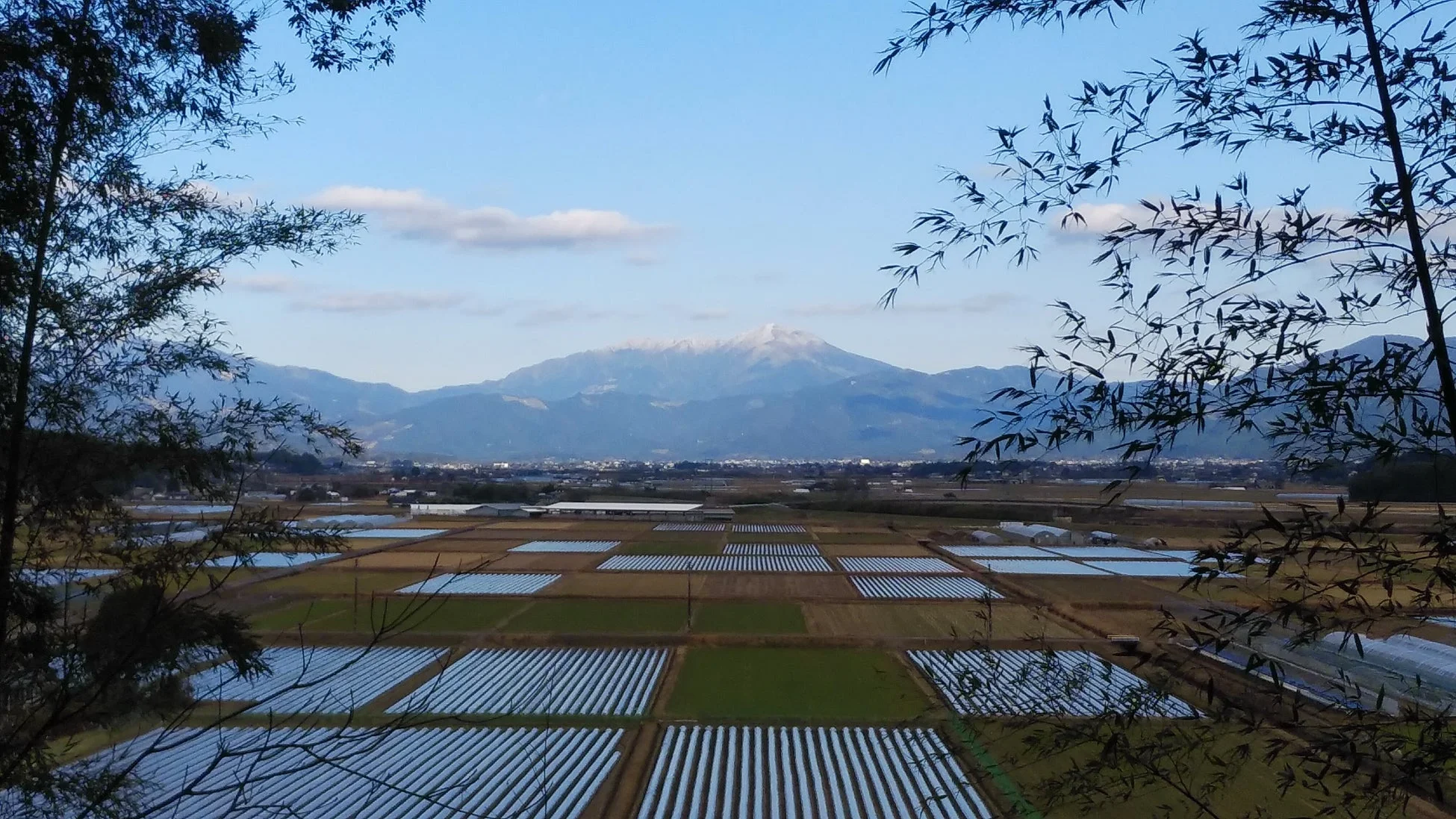竹の葉越しに広がる田園風景
