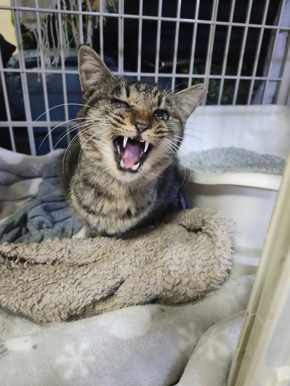 ケージの中で威嚇するキジトラ猫