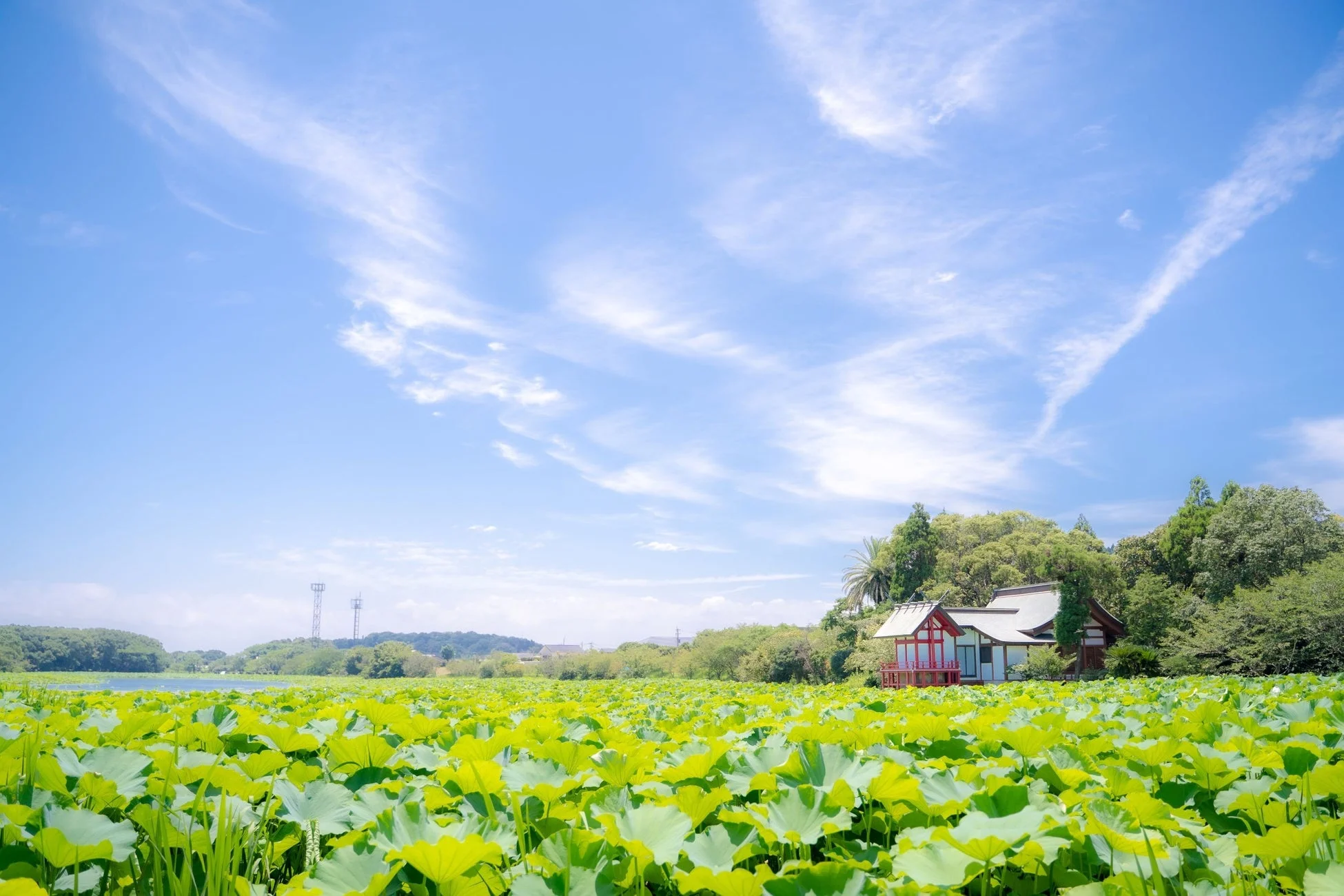 蓮の葉、池、自然、青空、夏、風景、建物、緑、水辺、屋外、晴れ