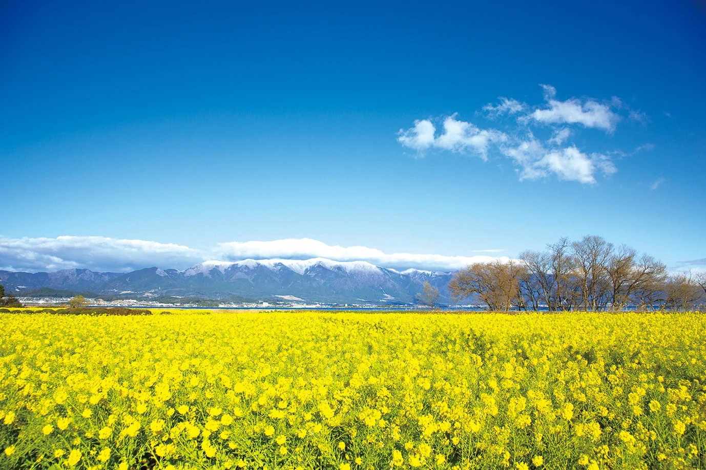 菜の花畑と雪山