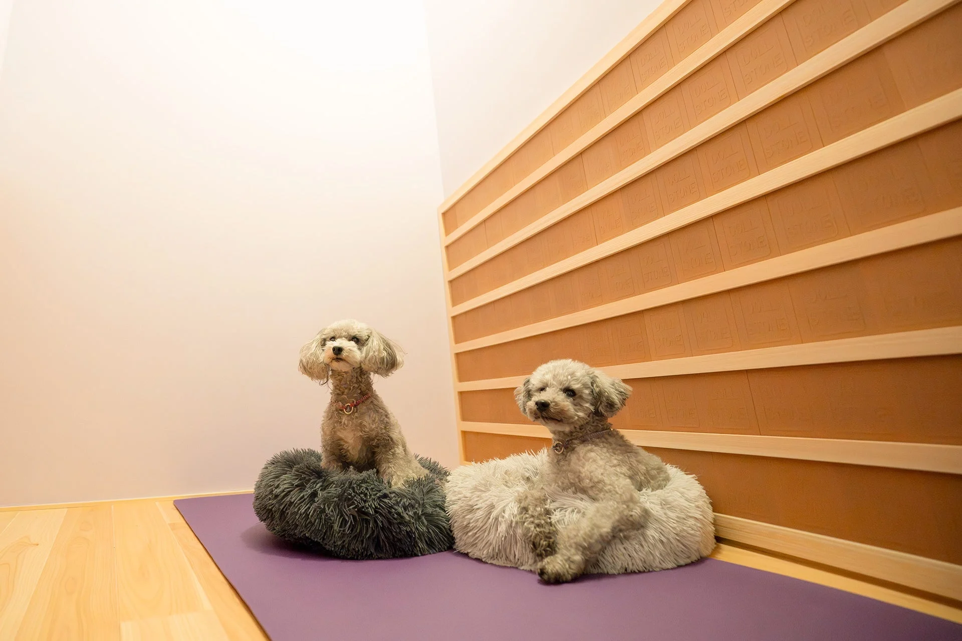 犬がリラックスして座っている様子