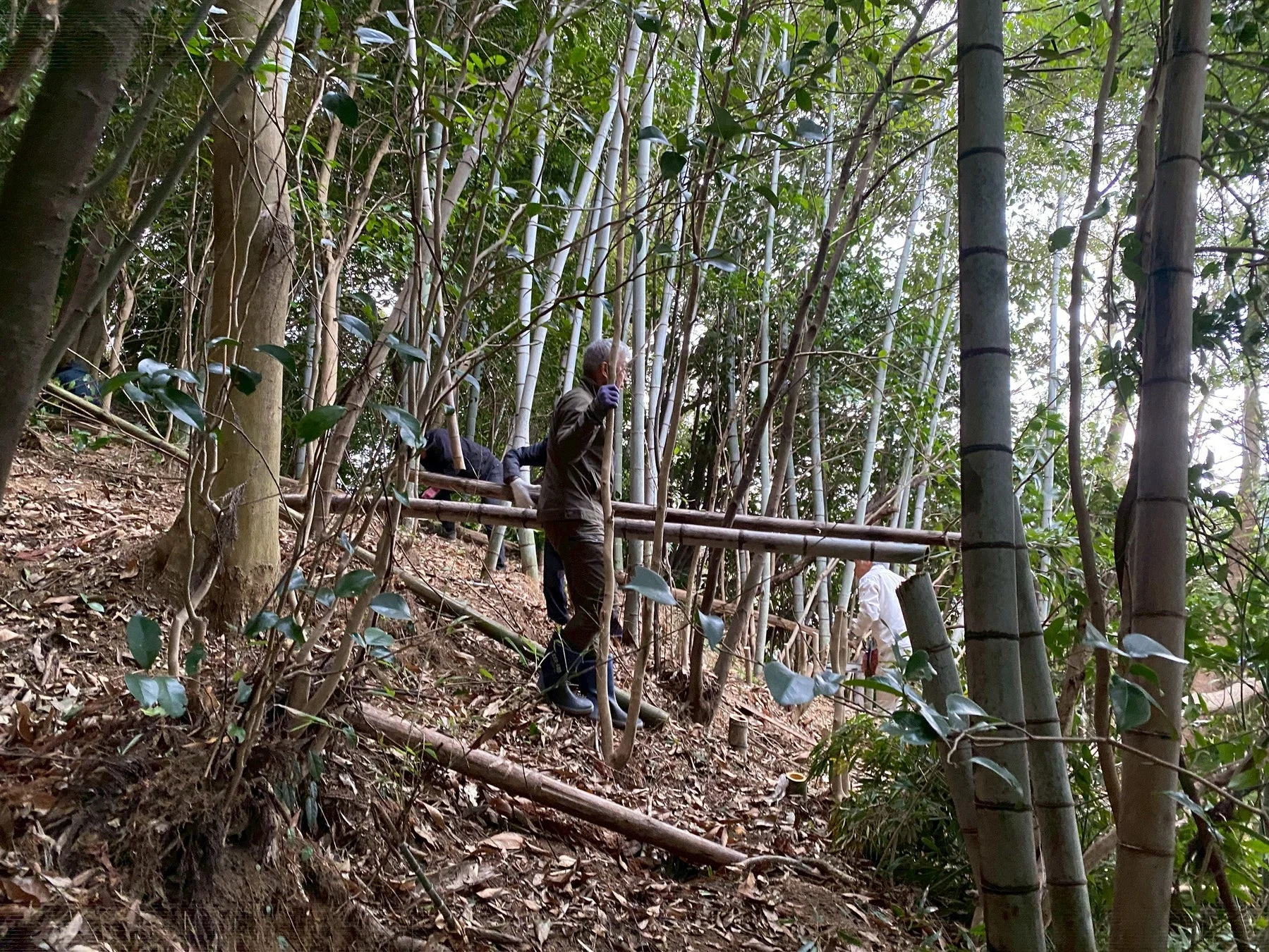 竹林で作業する人々