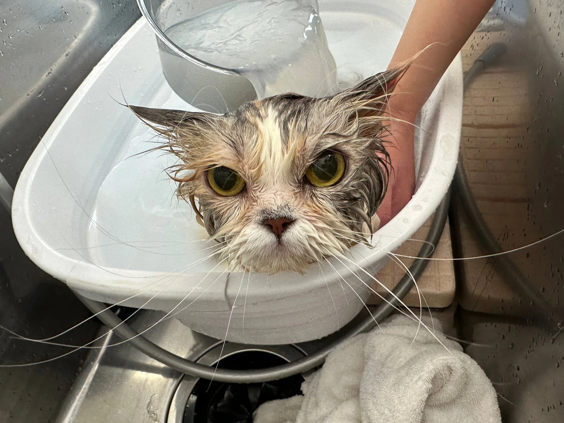 シャンプー中の濡れた猫