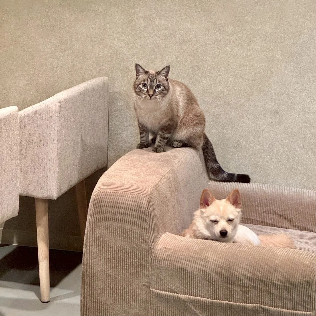 ソファでくつろぐ猫と小型犬