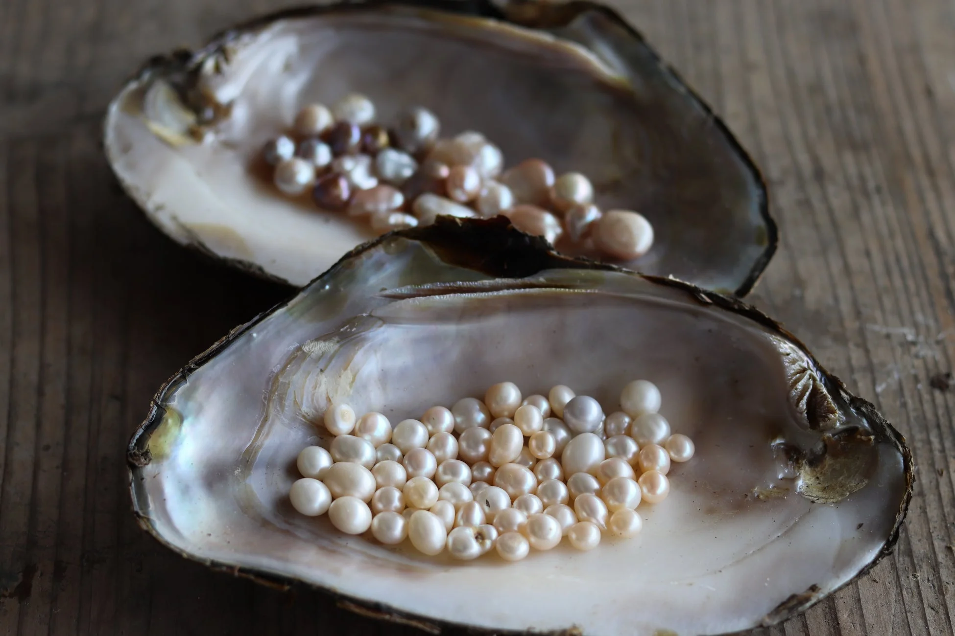 貝殻の中の真珠