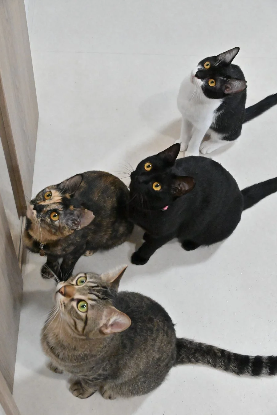 見上げる4匹の猫