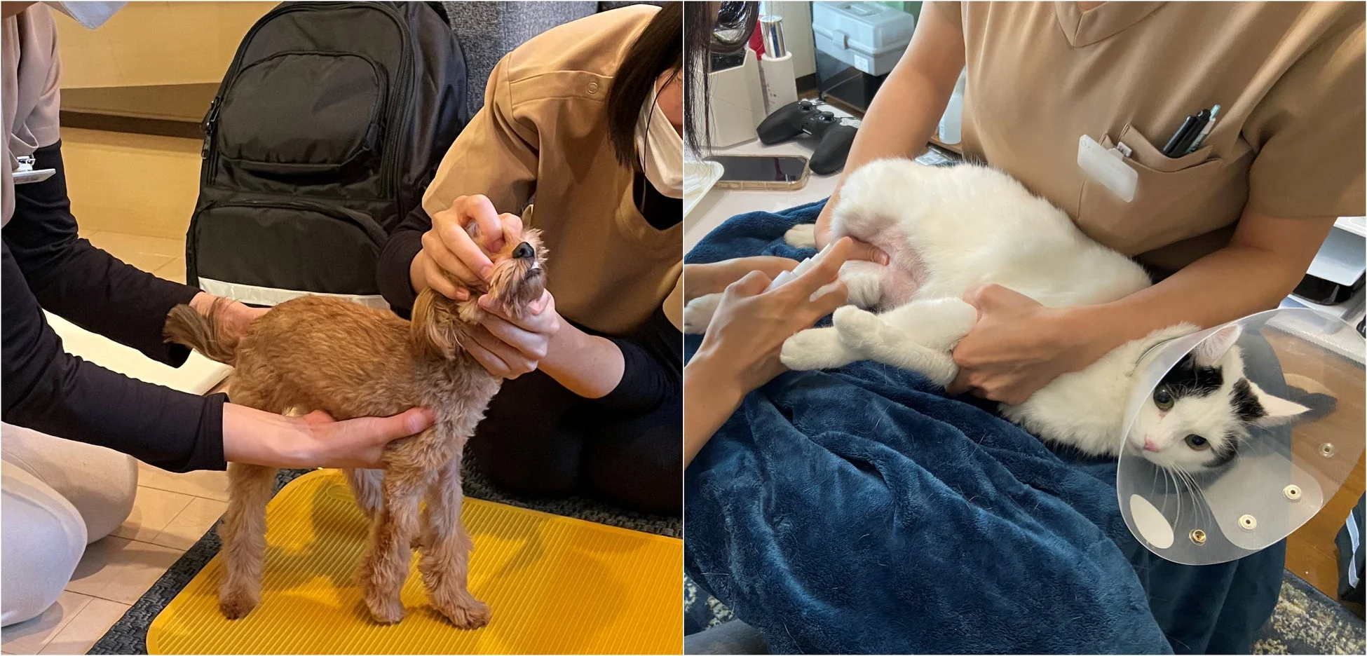 犬と猫の診察風景