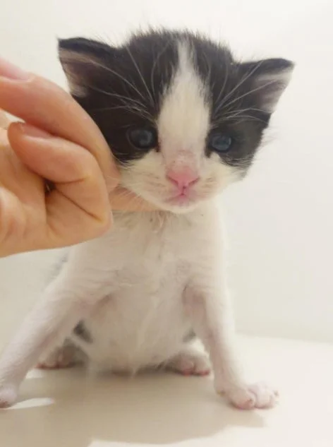 人間の手に抱かれる白黒の子猫