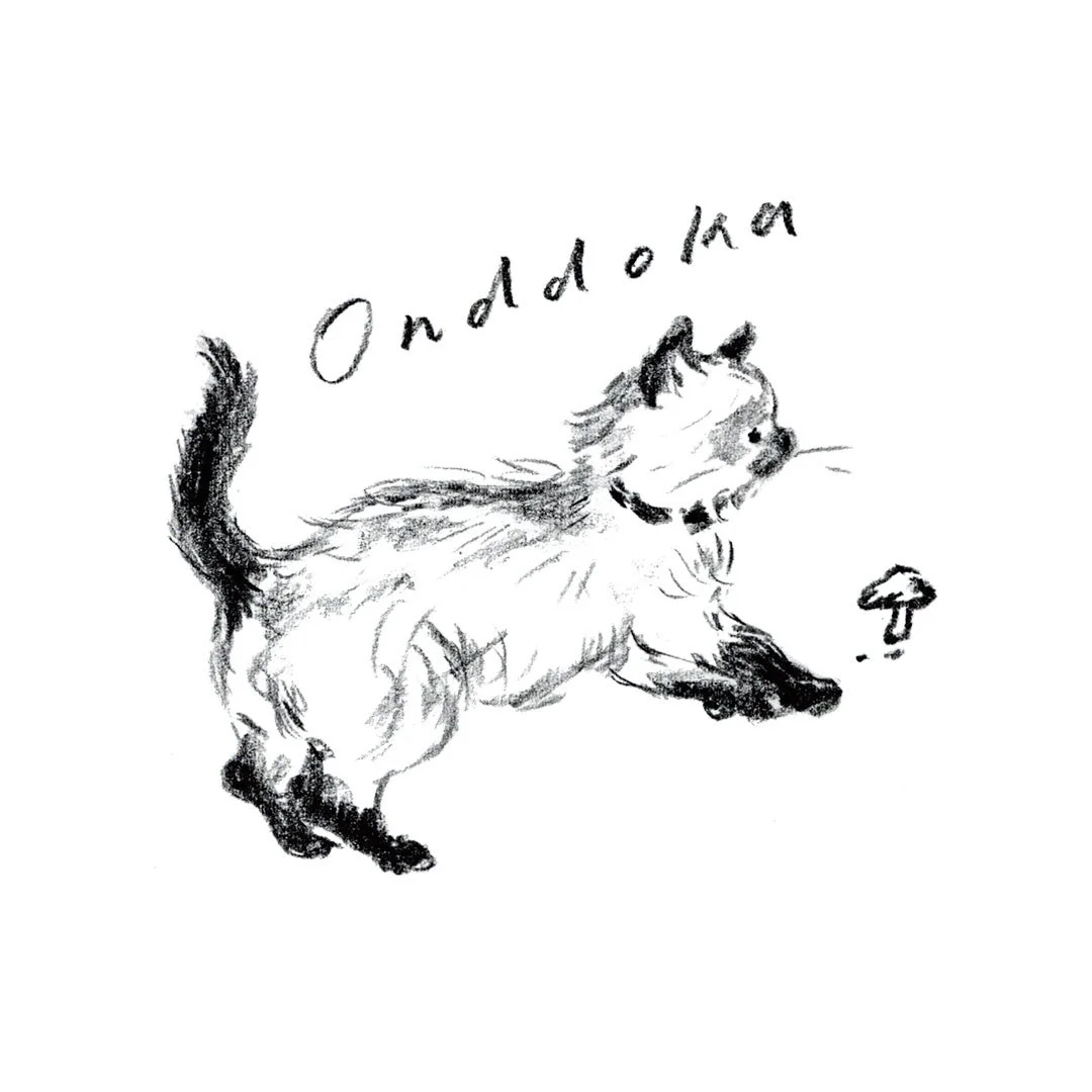 Mayumi Taniguchi氏による猫のイラスト