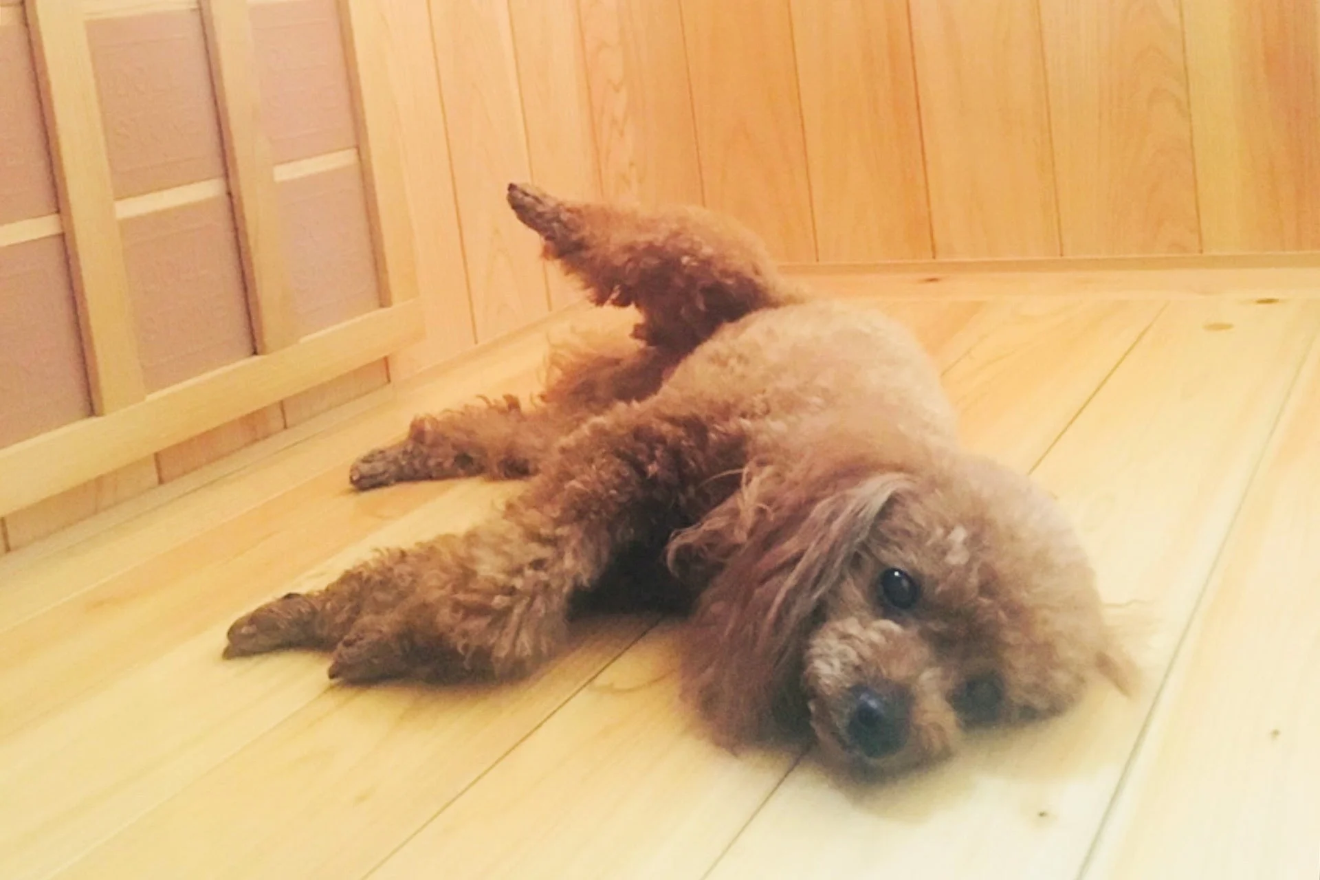 床に横たわるトイプードル