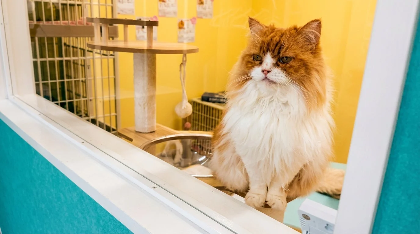 キャットタワーでくつろぐ長毛猫