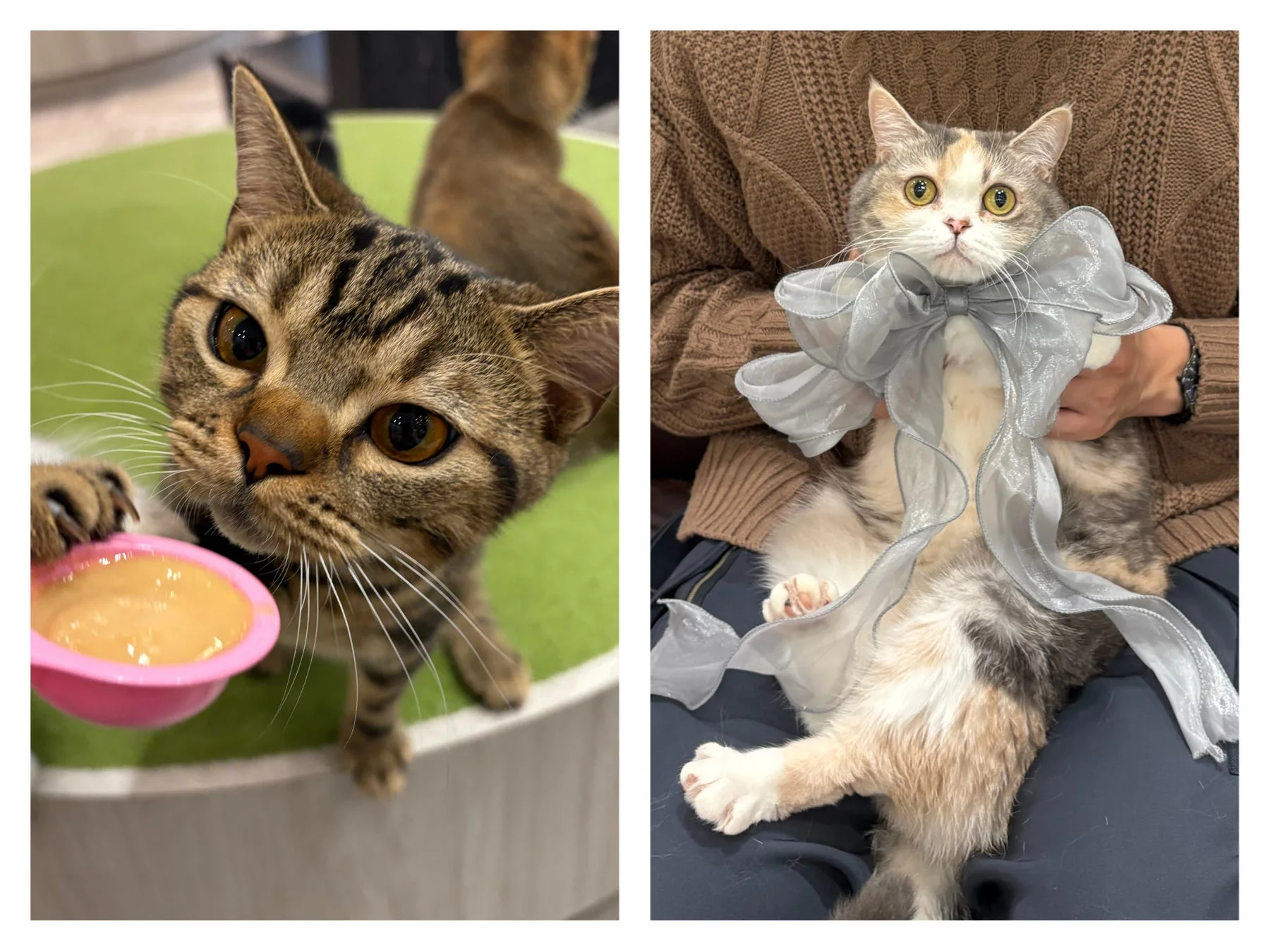 猫のおやつと抱っこ