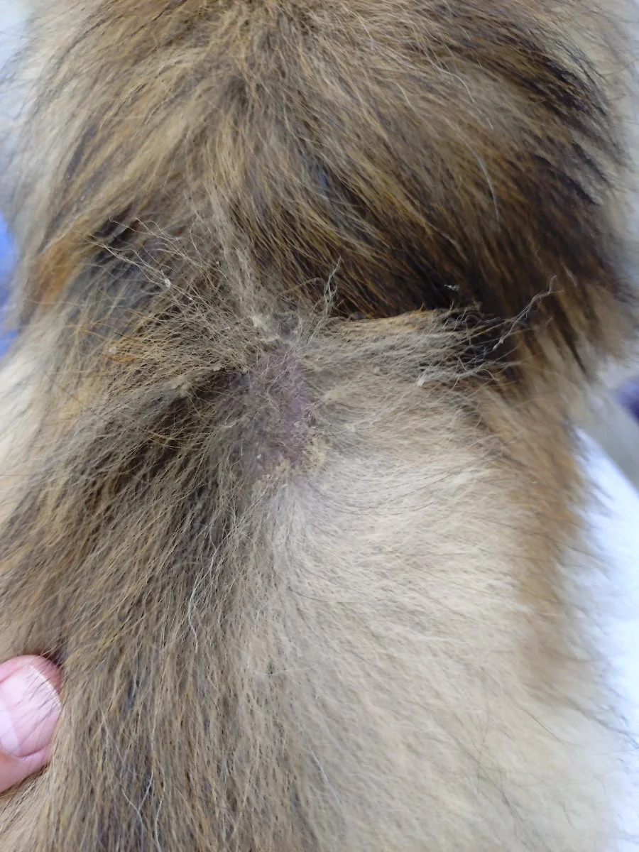 皮膚トラブルのある犬のクローズアップ