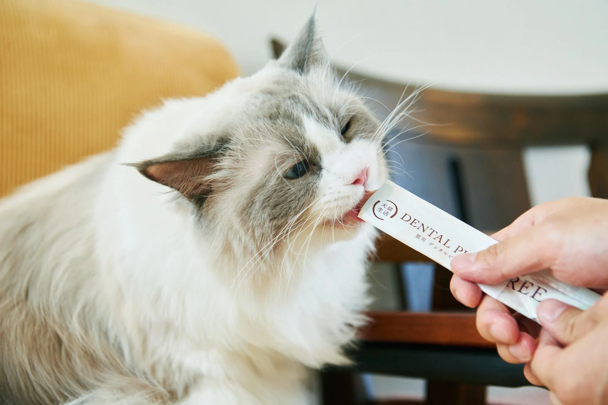 ウェルカムおやつを食べる猫