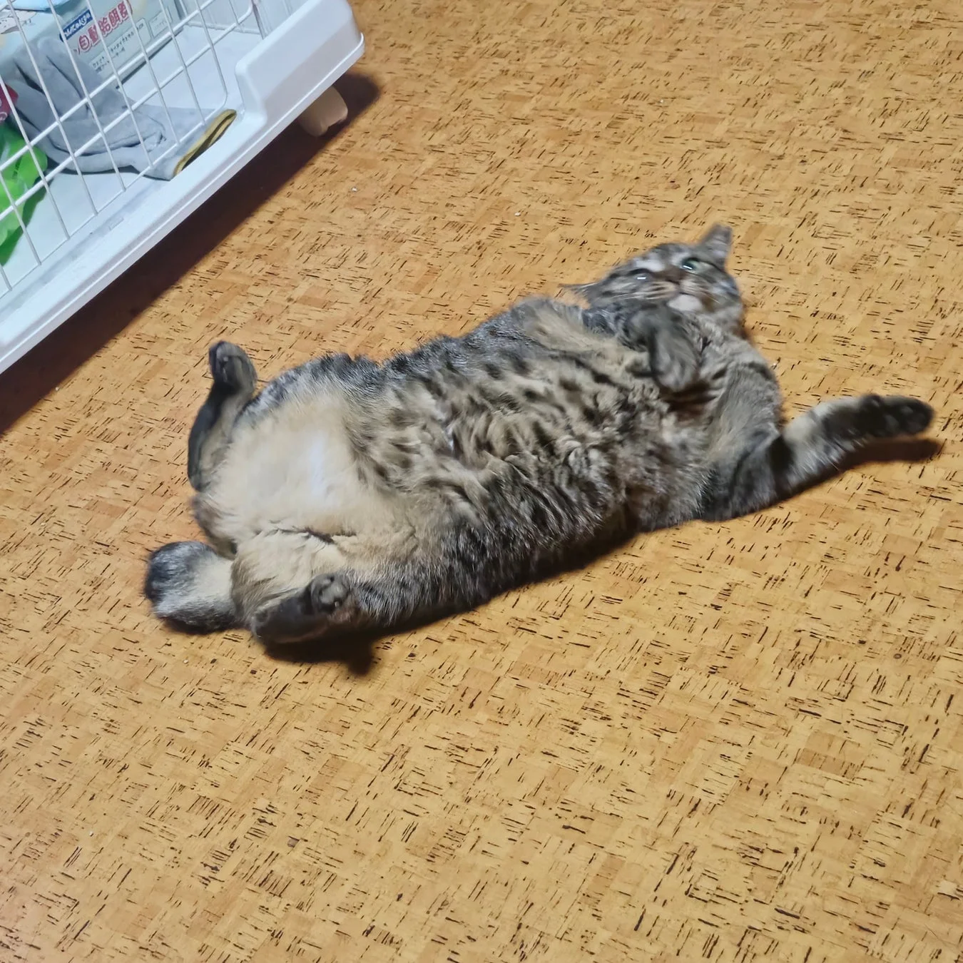 仰向けで寝転がるキジトラ猫