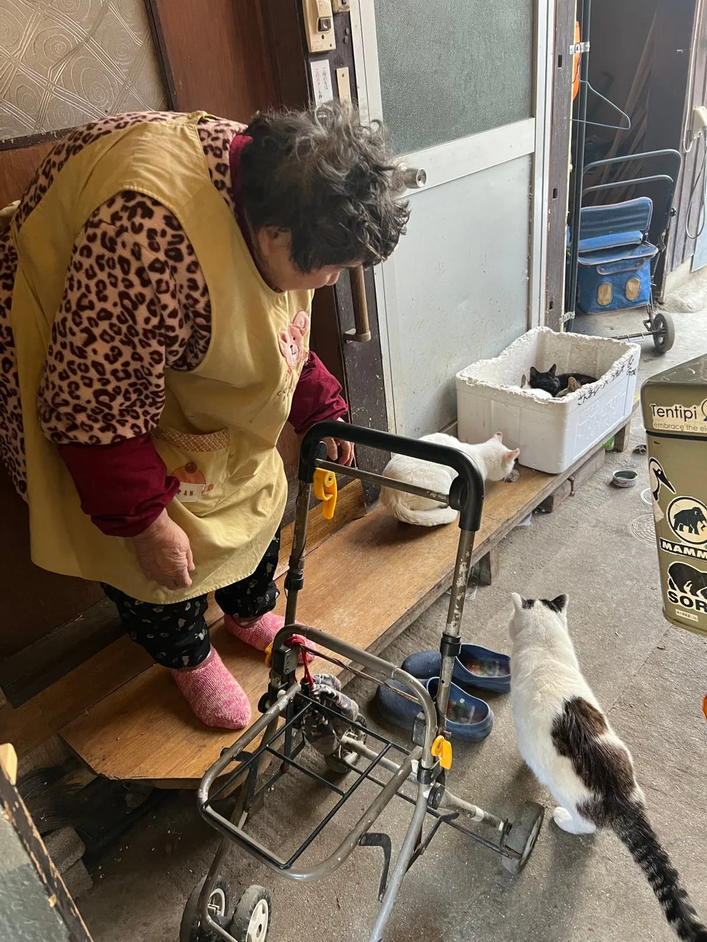 高齢の女性が、買い物カートのそばで複数の猫たちを見守っています