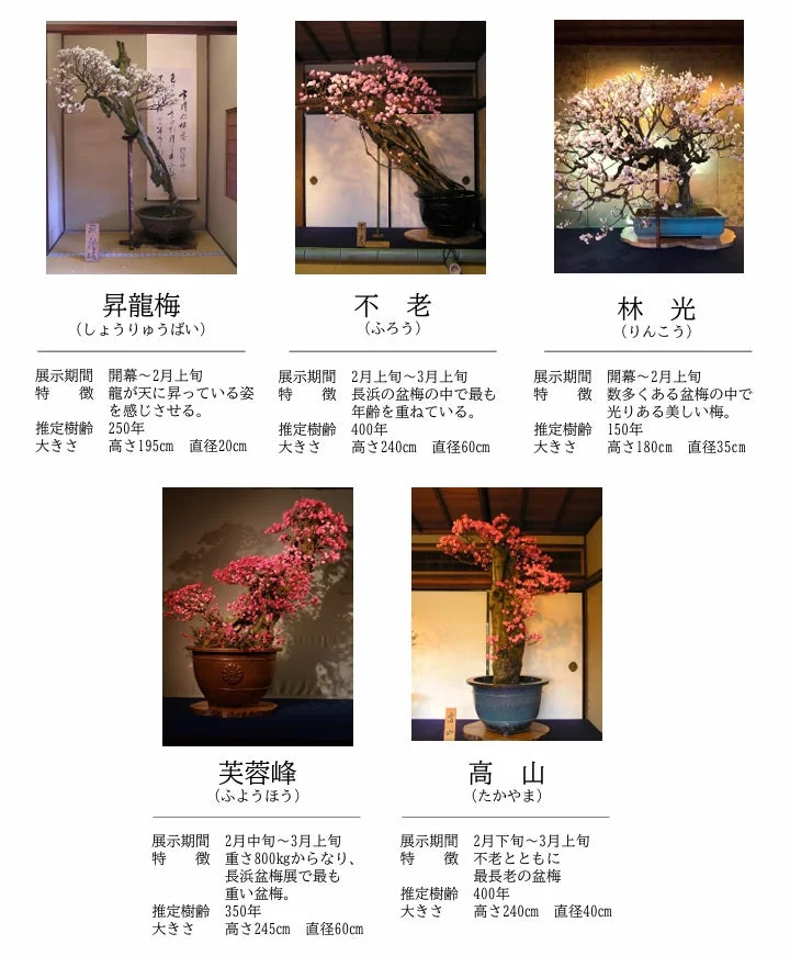 盆梅,盆栽,梅,展示会,日本文化,伝統,長浜盆梅展,花,植物,アート,昇龍梅,不老,林光,芙蓉峰,高山