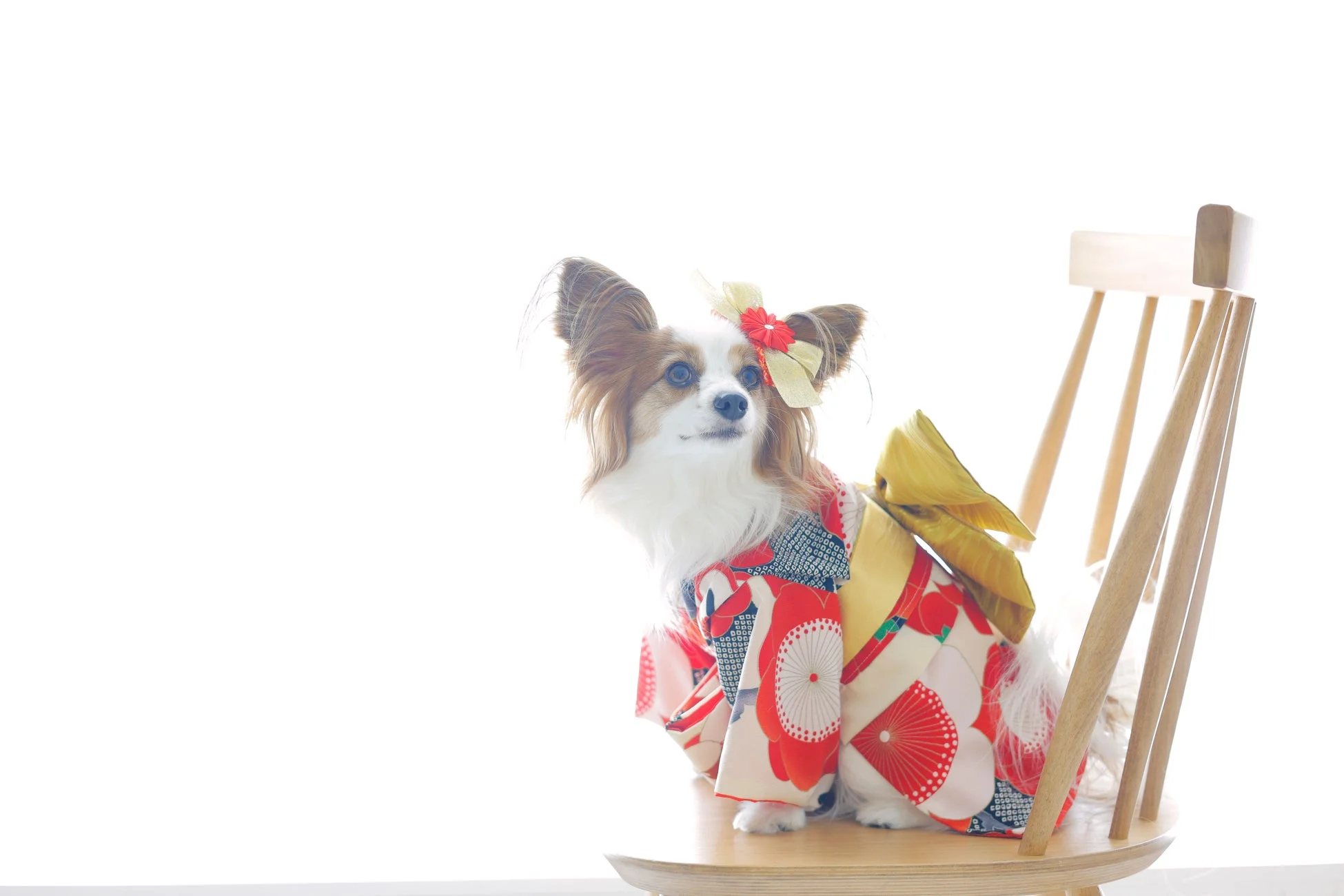 着物を着たパピヨン犬