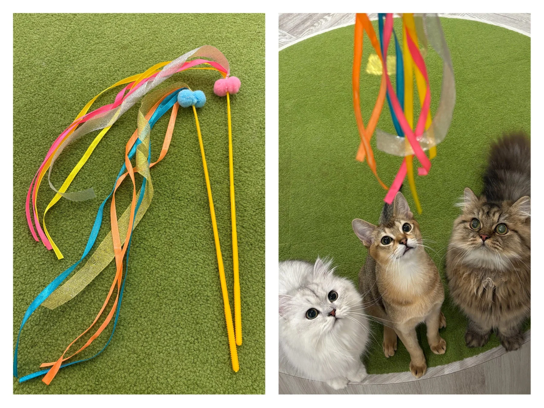 猫じゃらしで遊ぶ猫たち