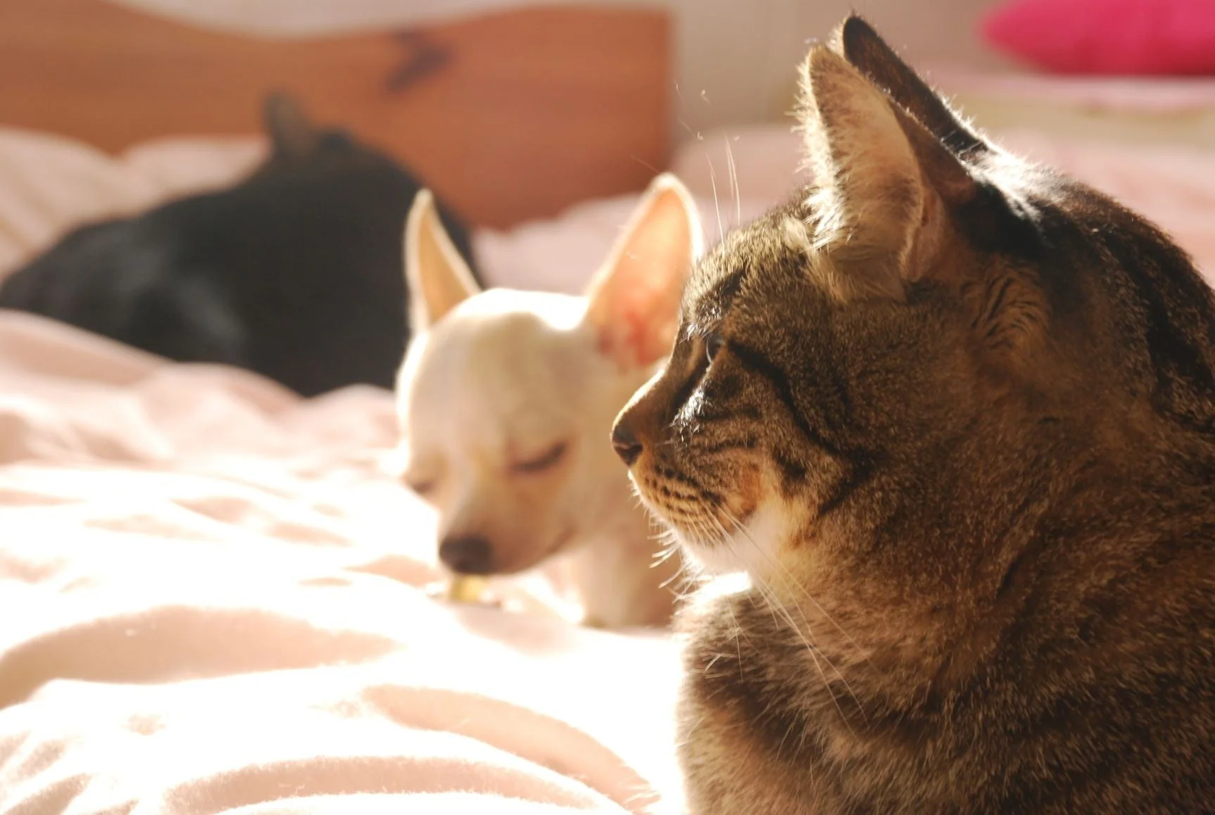 コンテンツ内容