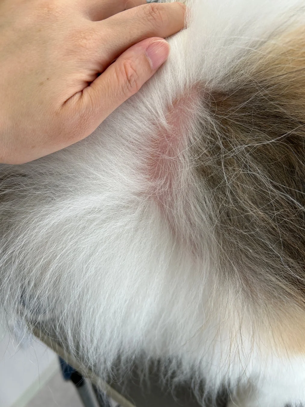 犬の皮膚の赤みを確認する様子