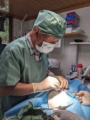 手術着とマスクを着用した医療従事者が、手術台の動物に対し、外科手術を行っている様子