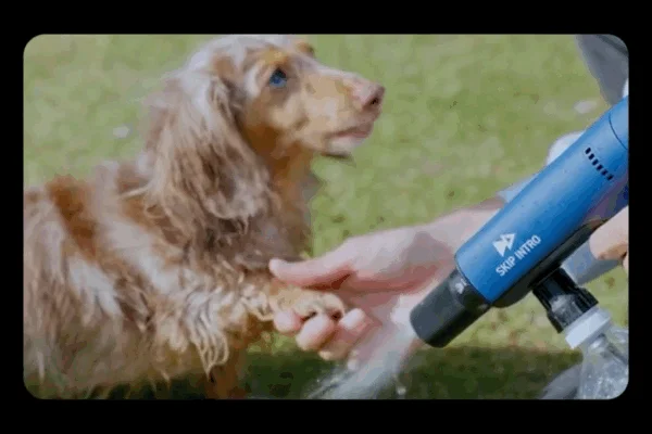 草の上で、飼い主が青いシャワーヘッドを使って、茶色い毛の犬の足を洗っている様子