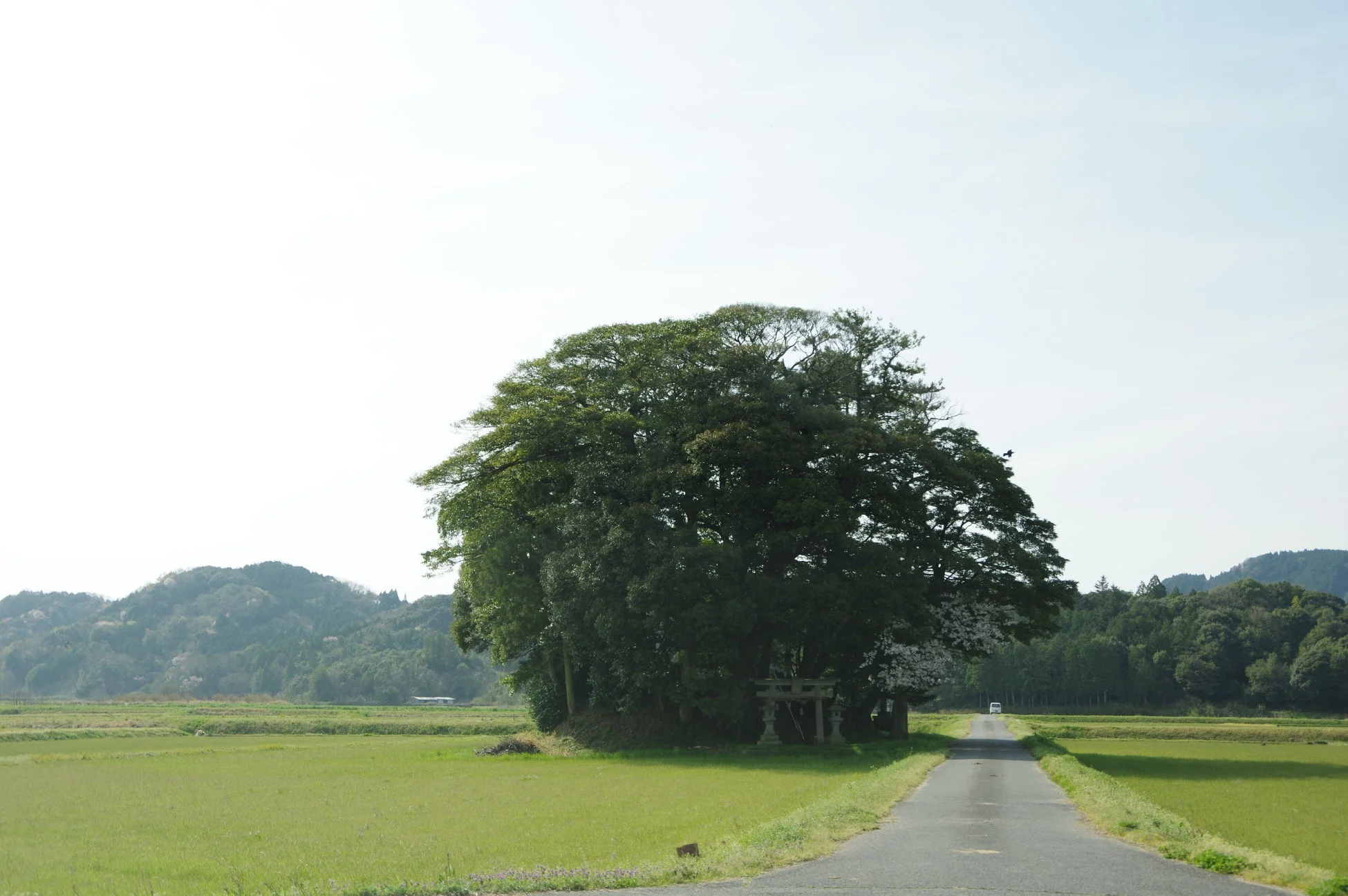 田園風景と鳥居