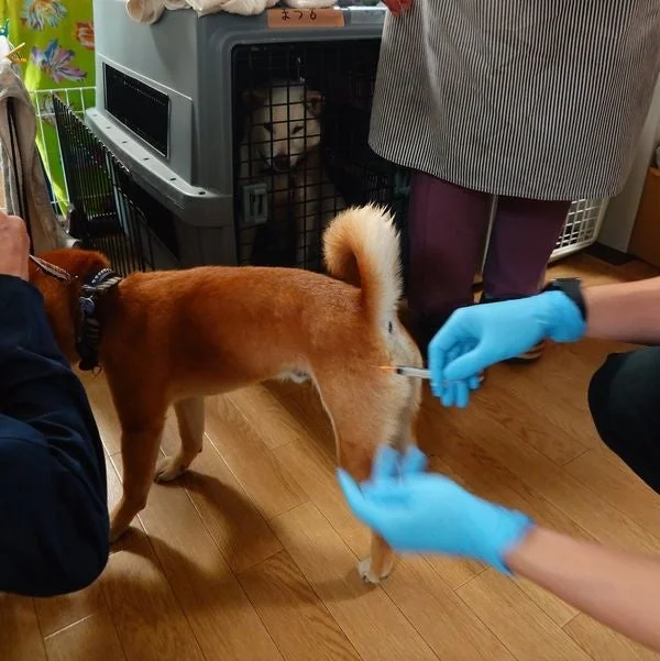 注射を受ける柴犬