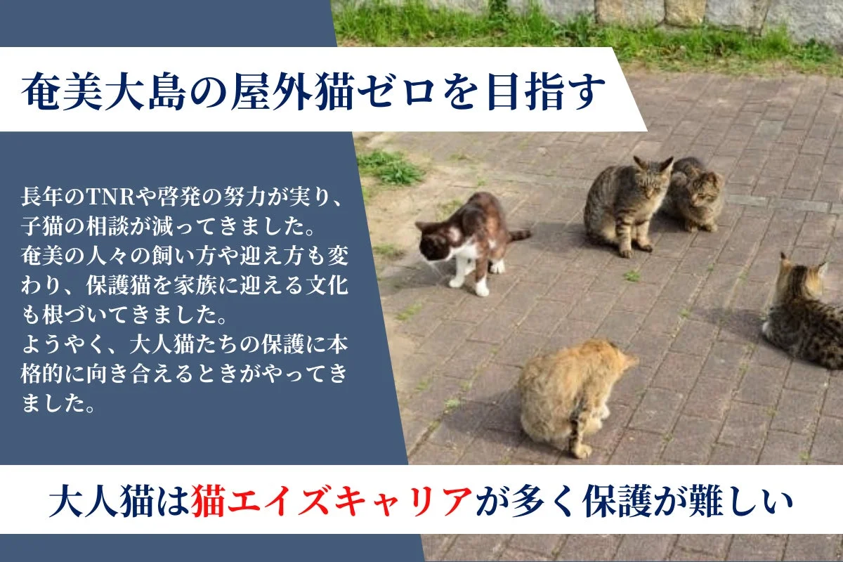 奄美大島で屋外猫ゼロを目指す活動を紹介