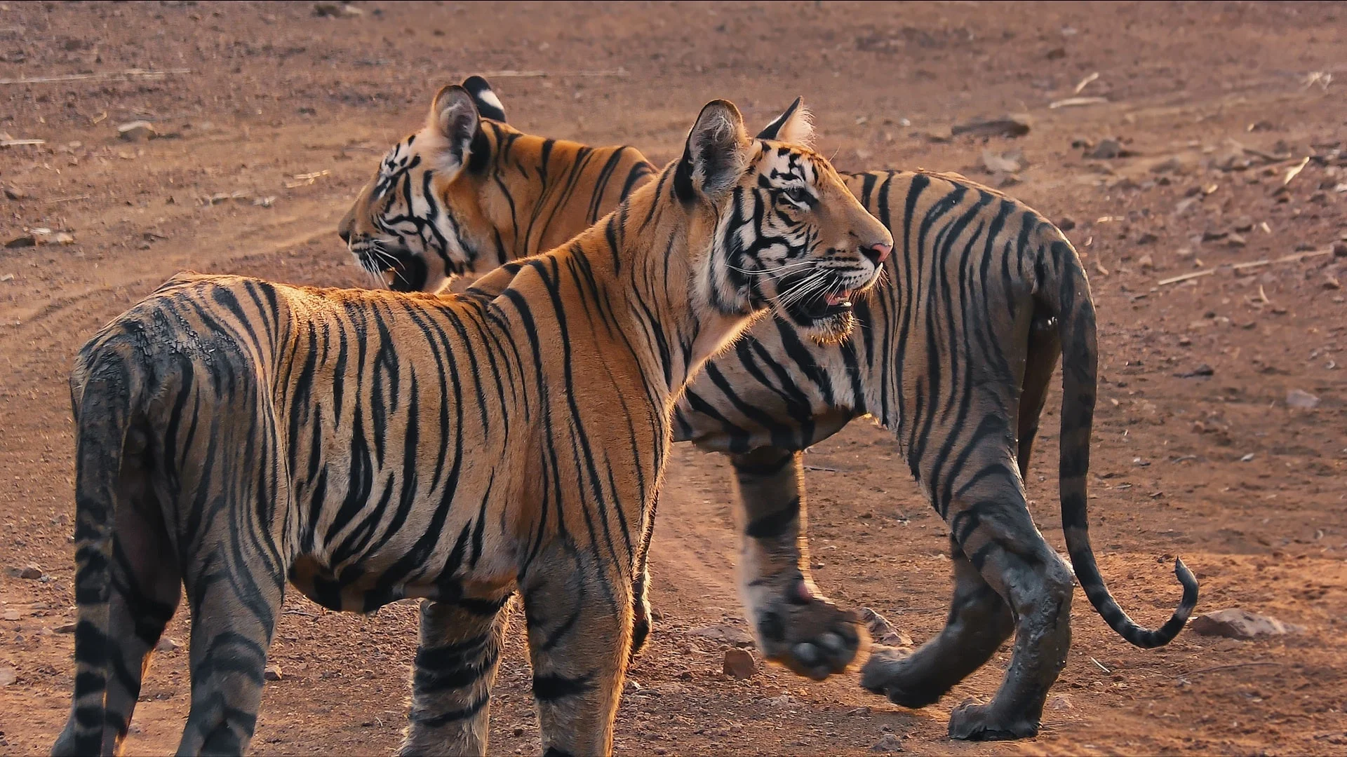 泥道を歩く2頭のトラ