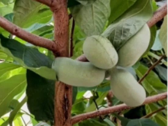 木に実るポポー