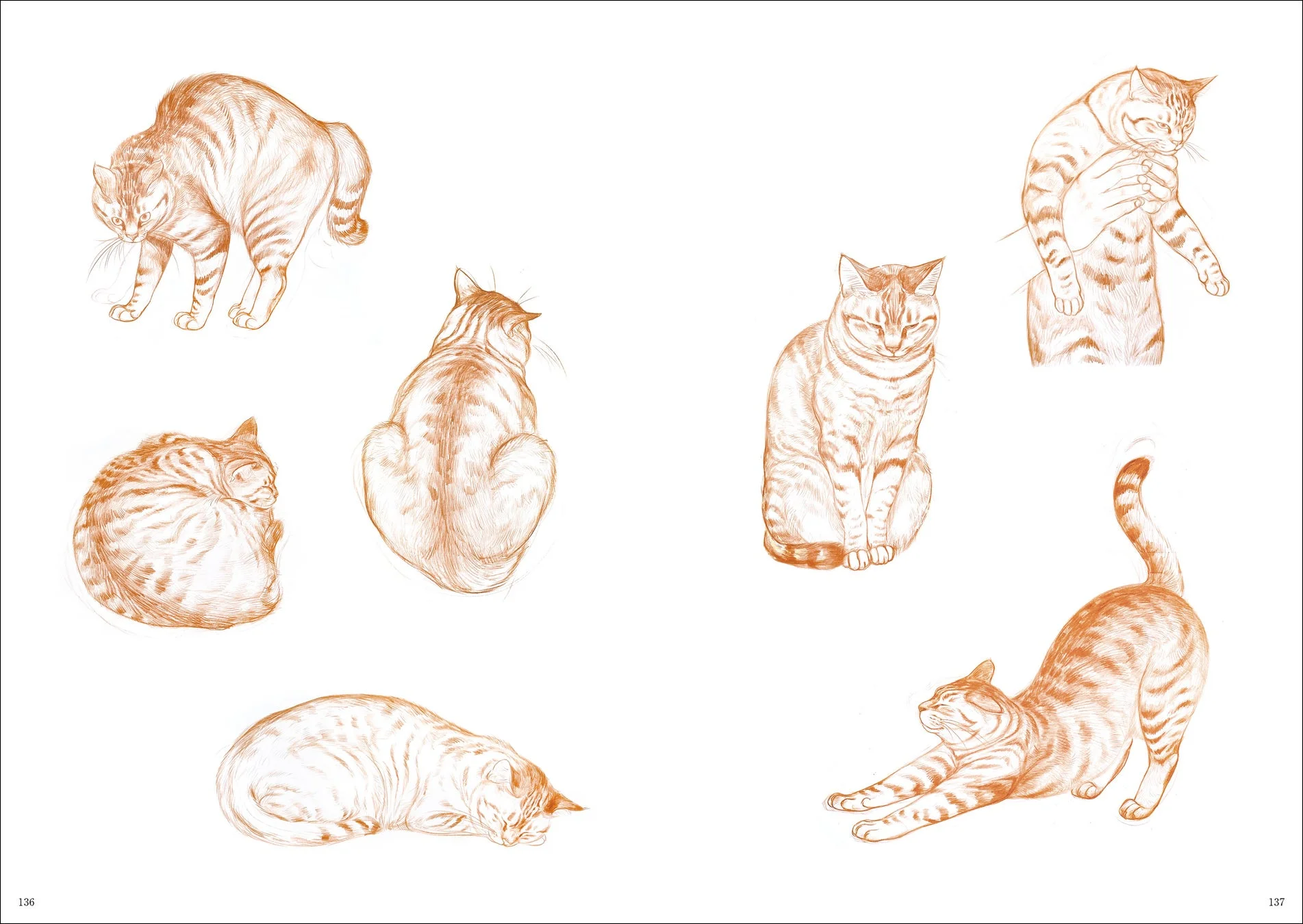 様々なポーズをとるタビー猫のスケッチ