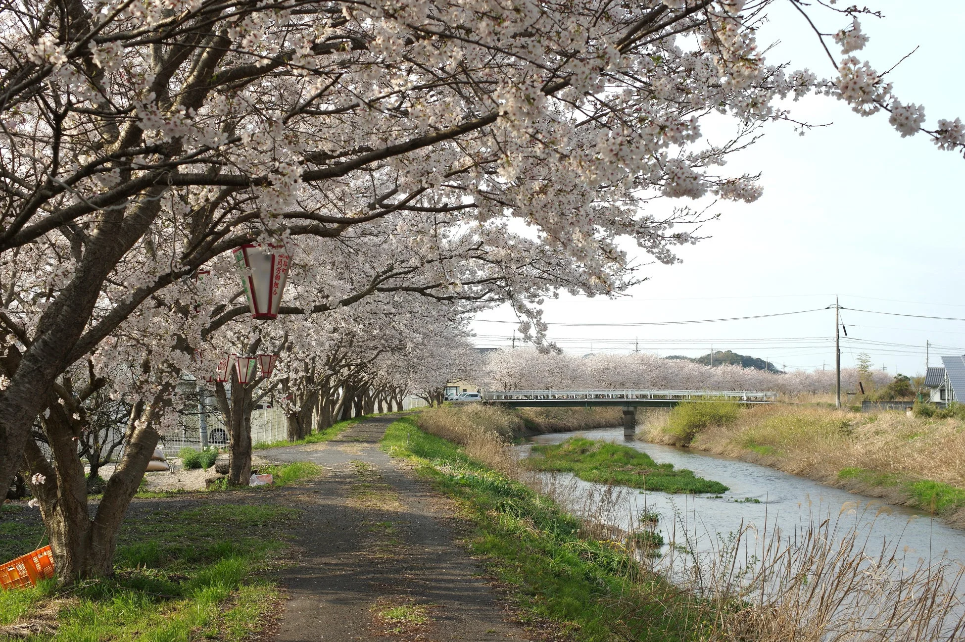 桜並木