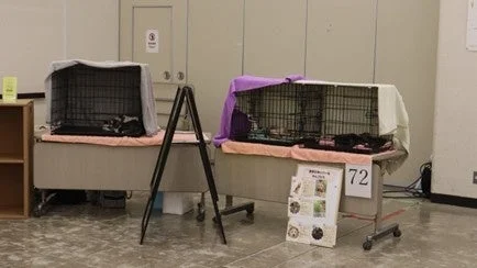 犬猫譲渡会の様子