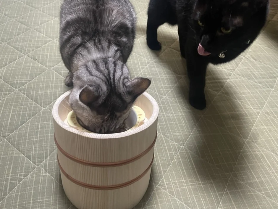 木桶から食事をするサバトラ猫と、その様子を舌を出して見つめる黒猫が写っています。二匹の猫の可愛らしい日常の一コマです。