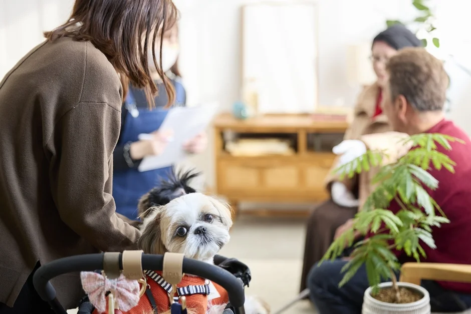 ペットカートに乗ったシーズー犬と人々