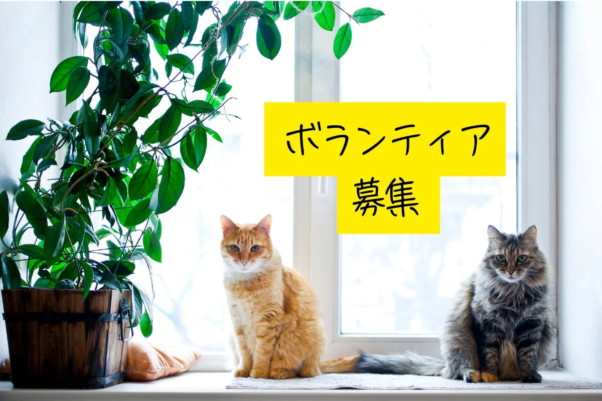 ボランティア募集